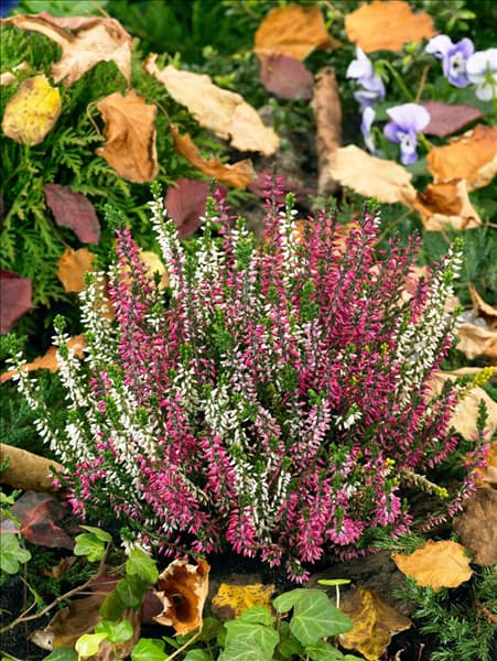 Calluna vulgaris Beauty Sisters mixed