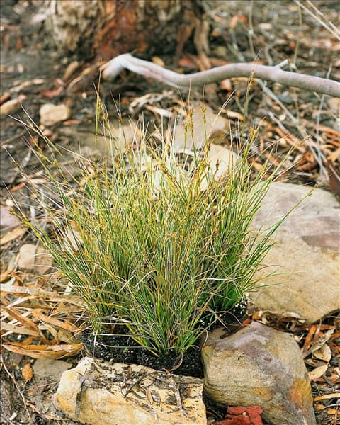 Carex brunniana Variegata