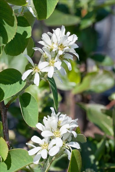 Amelanchier alnifolia Honeywood