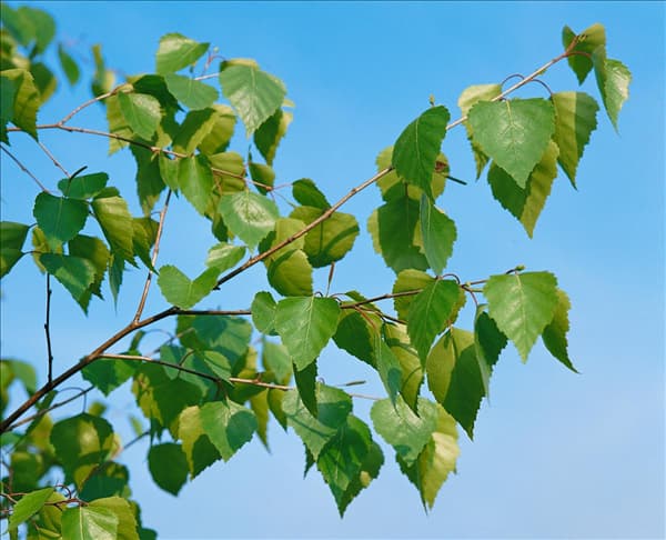 BETULA PENDULA
