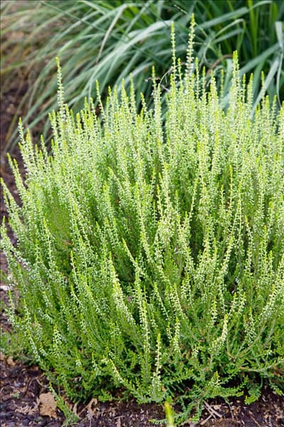 Calluna vulgaris Vivika