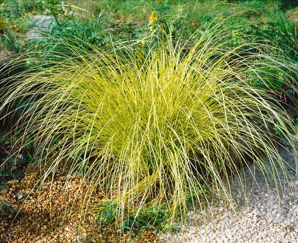 Carex brunnea Variegata