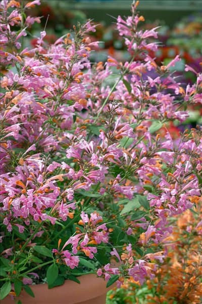 Agastache mexicana Acapulco Salmon+Pink
