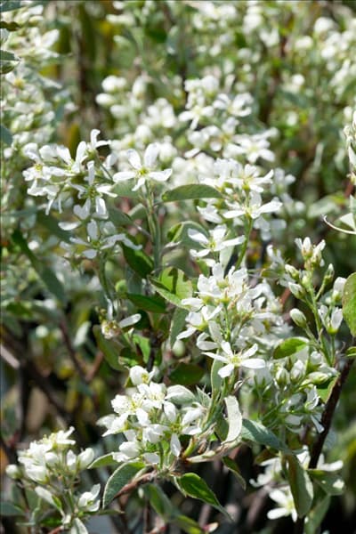 Amelanchier alnifolia Smoky