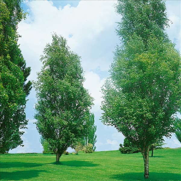 Betula pendula Fastigiata