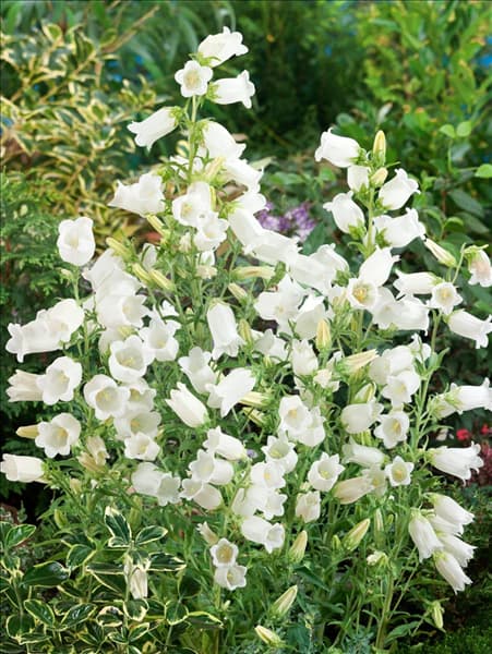 Campanula medium