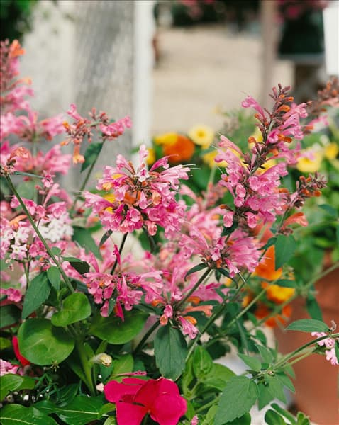 Agastache x  Acapulco Series Salmon-Pink