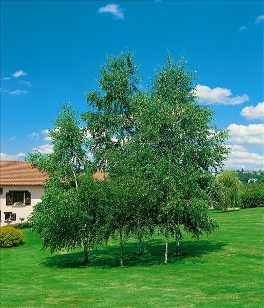 BETULA PENDULA