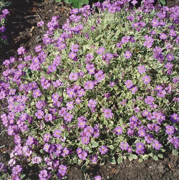 Aubrieta Golden Emperor