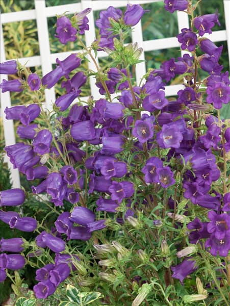 Campanula medium