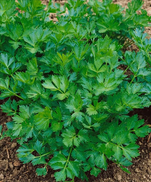 Schnittsellerie / Apium graveolens var. secalinum
