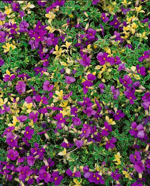 Aubrieta Golden Emperor