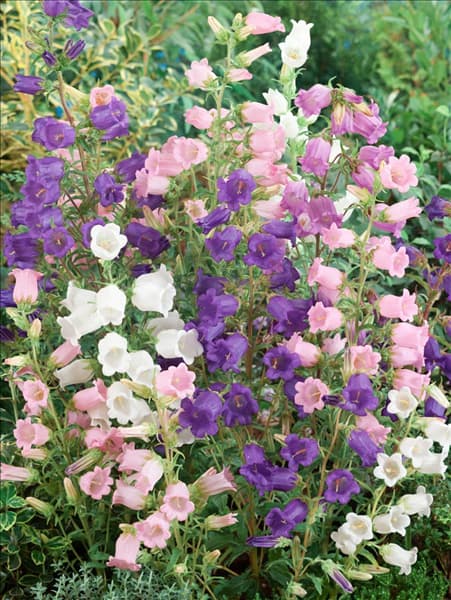Campanula medium