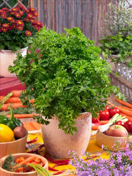 Apium graveolens var. secalinum Picant