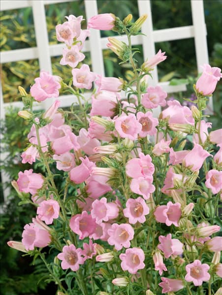 Campanula medium