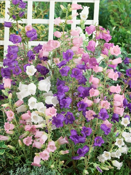 Campanula medium