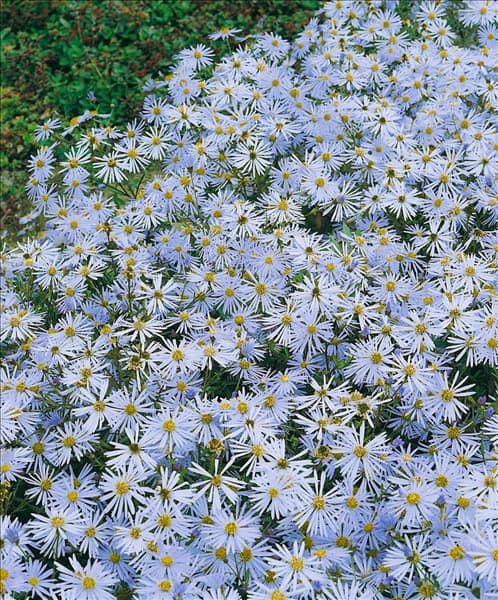 Aster amellus