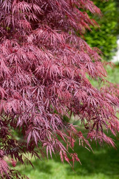 Acer palmatum Inaba-Shidare