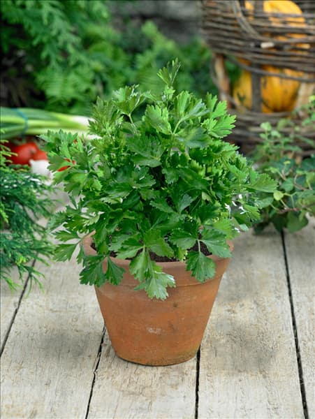 Apium graveolens var. secalinum Gewone Snij