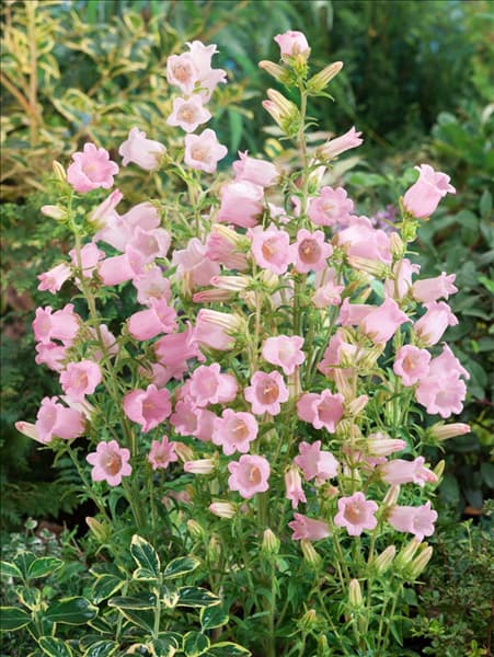 Campanula medium
