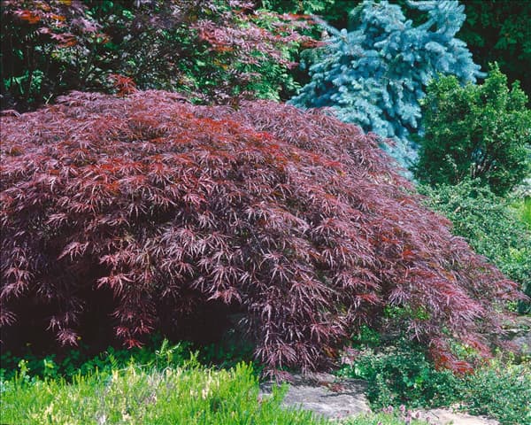 Acer palmatum Inaba-shidare