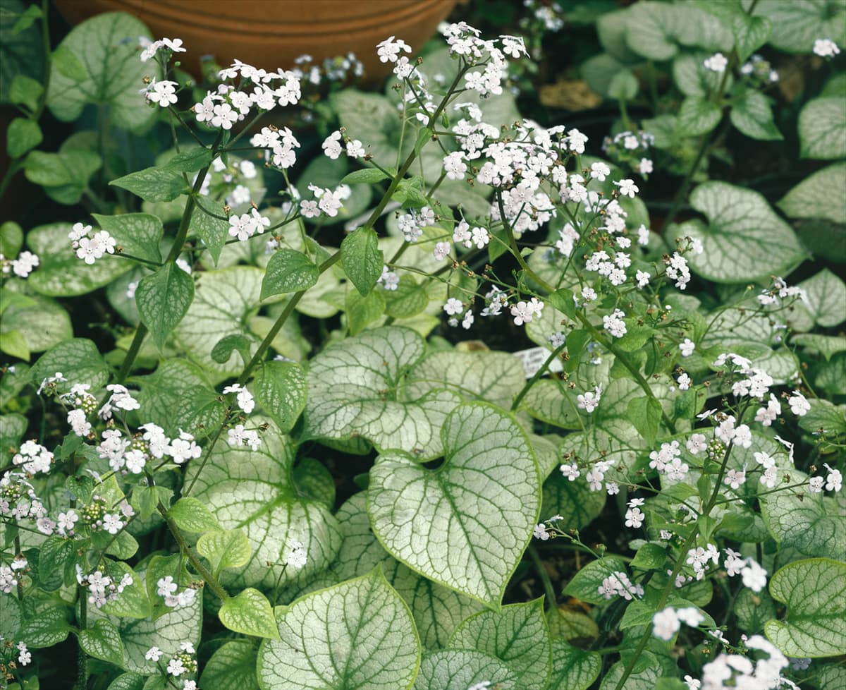 Brunnera macrophylla Mr. Morse