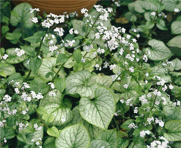 Brunnera macrophylla Mr. Morse