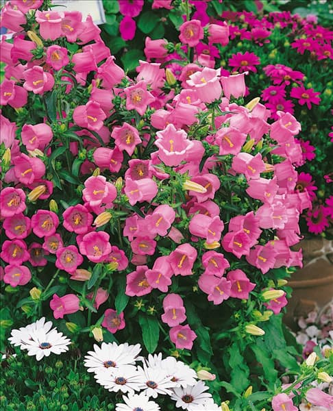 Campanula medium Champion Pink