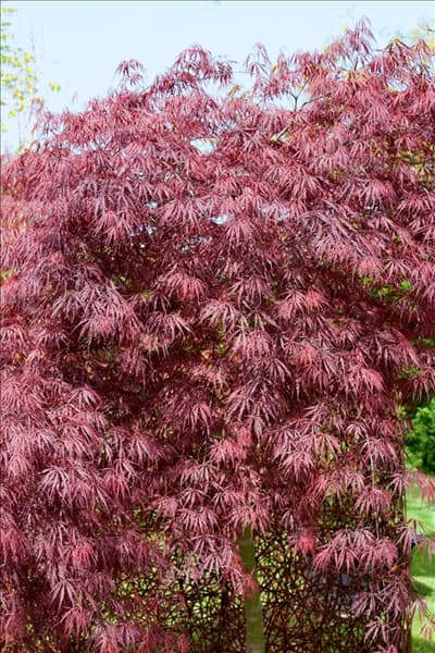 Acer palmatum Inaba-Shidare