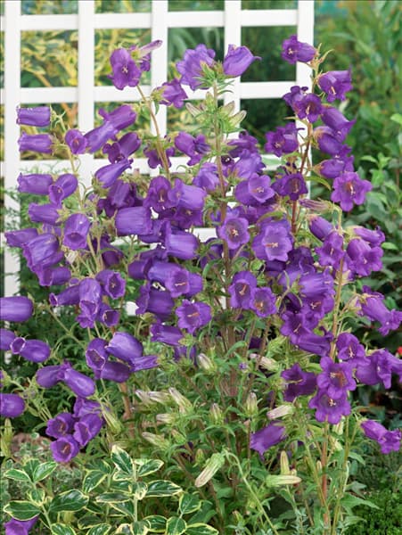 Campanula medium