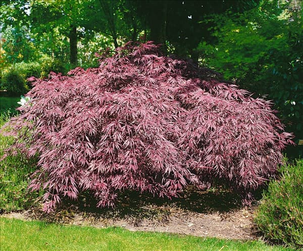 Acer palmatum Inaba-shidare