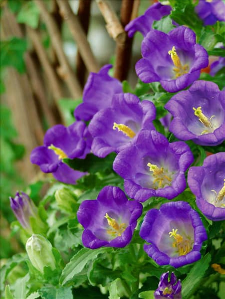 Campanula medium