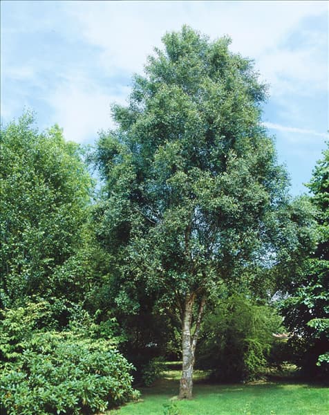 Betula pendula Fastigiata