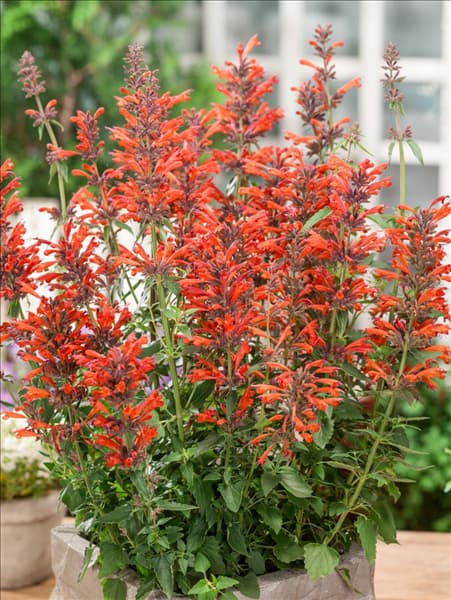 Agastache Nectar™ Orange