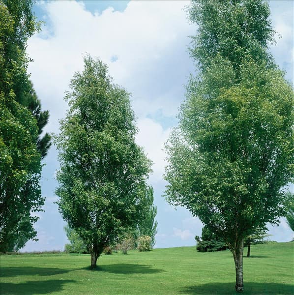 BETULA PENDULA FASTIGIATA