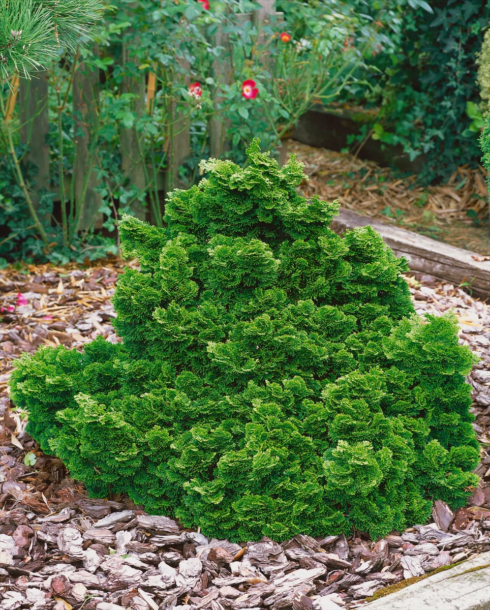 Chamaecyparis obtusa Age