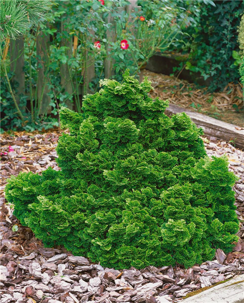 Chamaecyparis obtusa