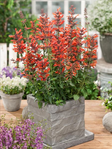 Agastache Nectar™ Orange