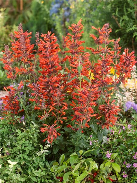 Agastache Nectar™ Orange