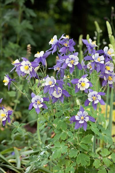 Aquilegia caerulea Virginiana