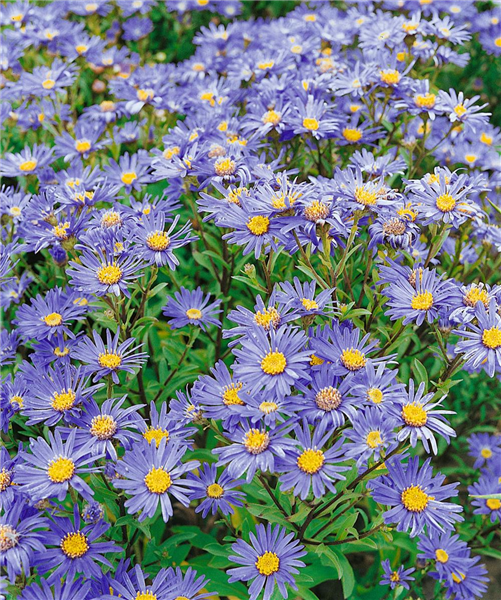 Aster amellus 'Sternkugel'