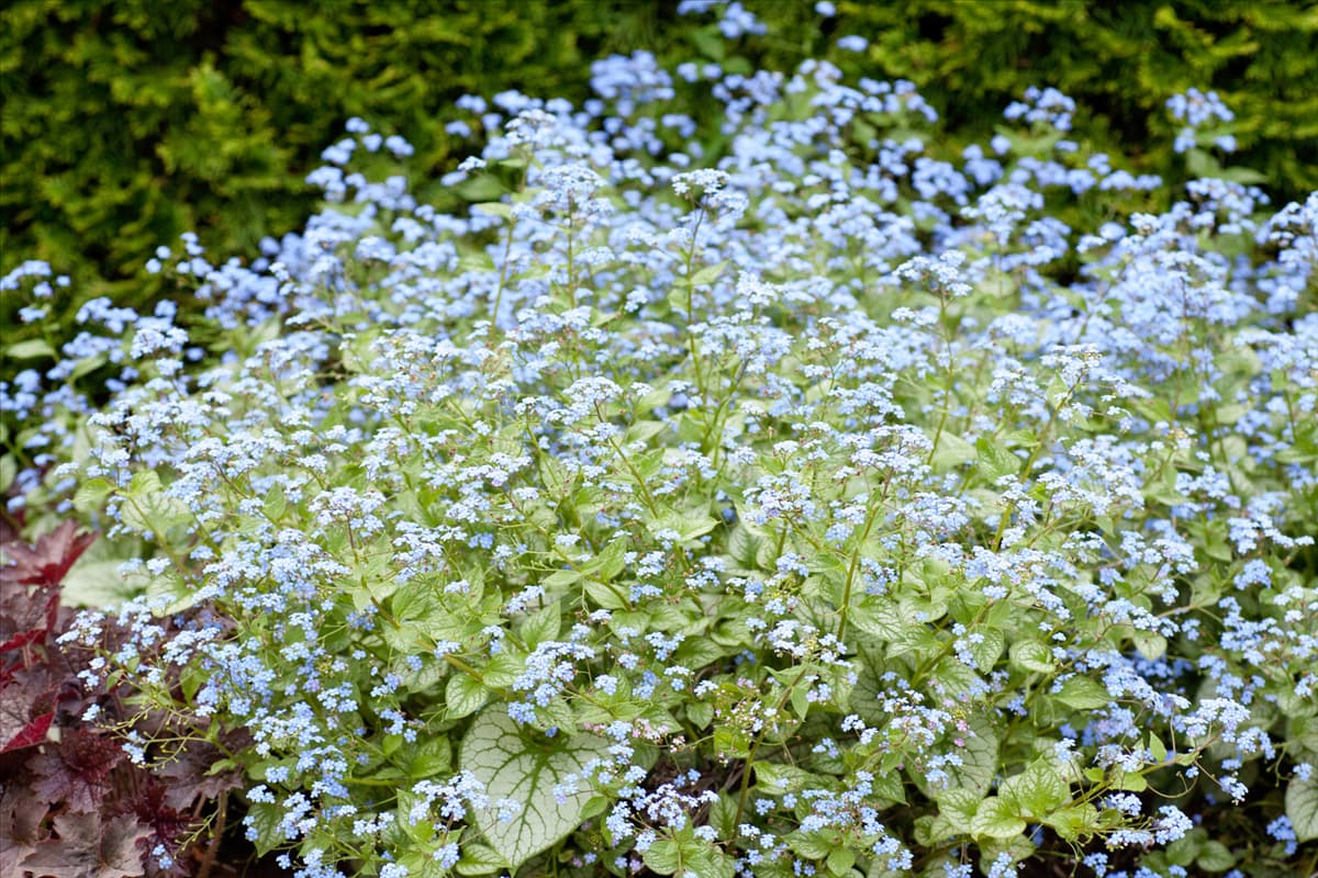 Brunnera macrophylla Jack Frost