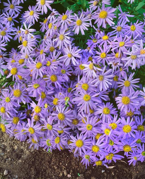 Aster amellus Lac de Genève
