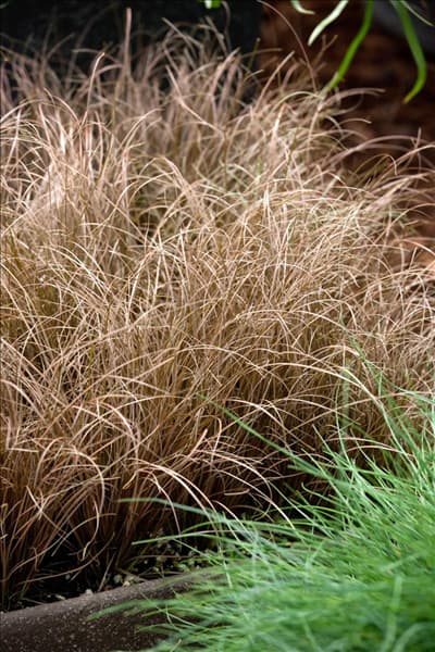 Carex comans Bronco