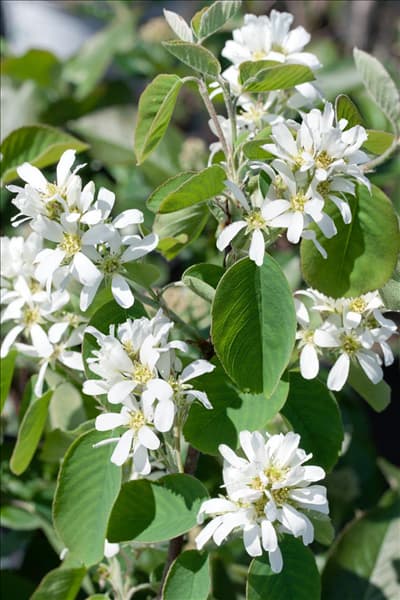Amelanchier alnifolia Honeywood