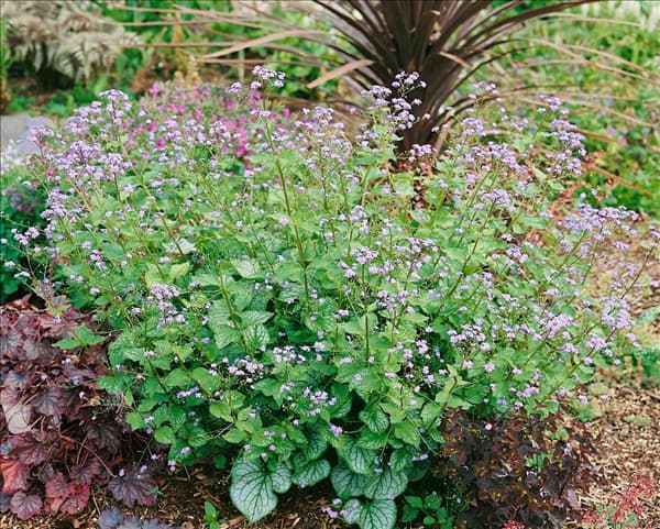 Brunnera macrophylla Jack Frost