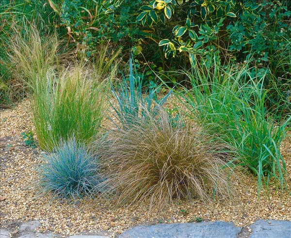 Ziergräser Mischung im Garten