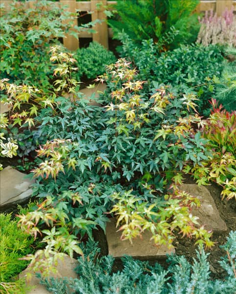 Acer palmatum Kotohime