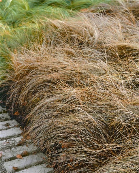 Carex comans Bronco