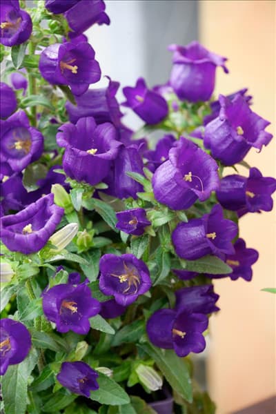 Campanula medium Appeal Deep Blue
